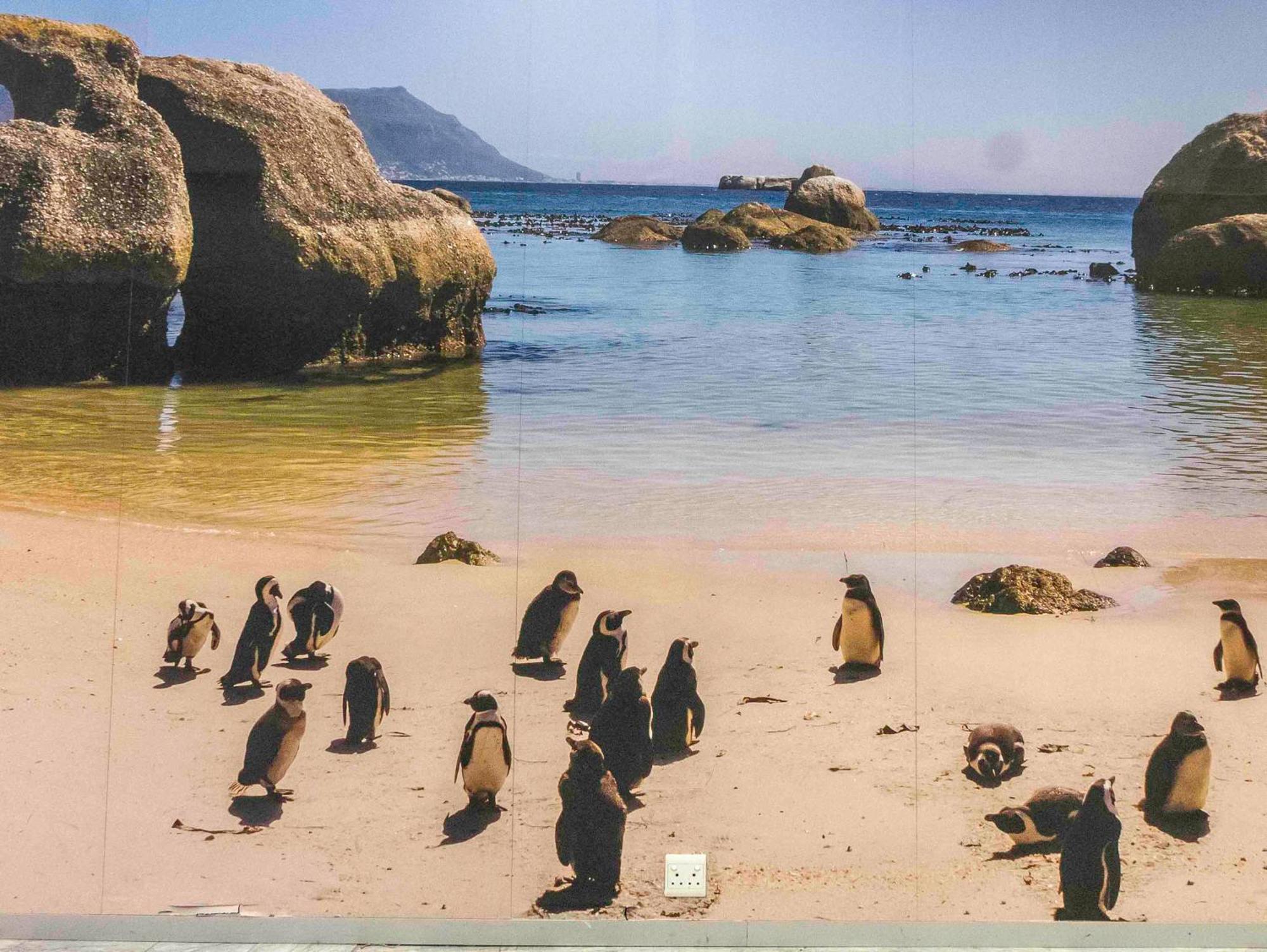 Flamingo Sea Point Sea View Luxury Best Position 1 Bedroom Apartment Queen Size Bed & Inverter For Tv Kapstaden Eksteriør billede